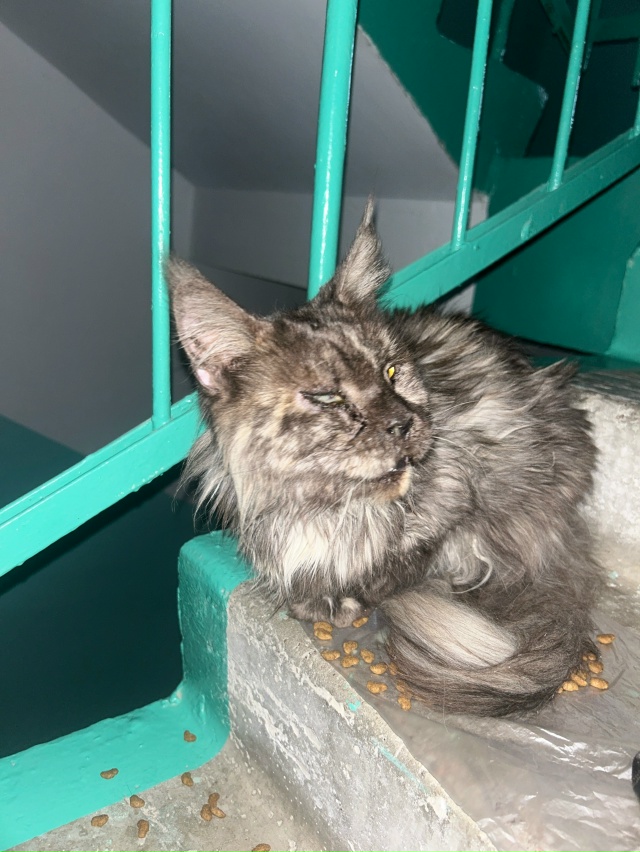 ПОМОГИТЕ хоть кто нибудь коту мейн-куну!! Он очень боле?...