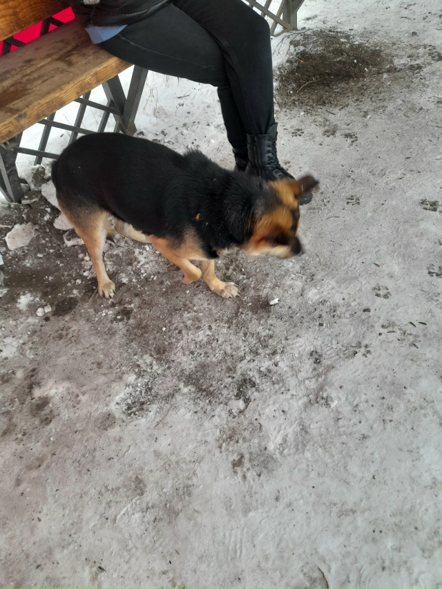 чей кабель в районе школы с повреждёной лапой