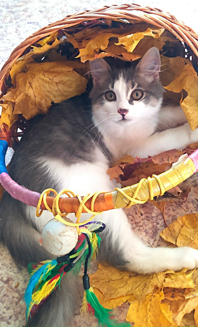 Здравствуйте! Эти два малыша были спасены из холодного...