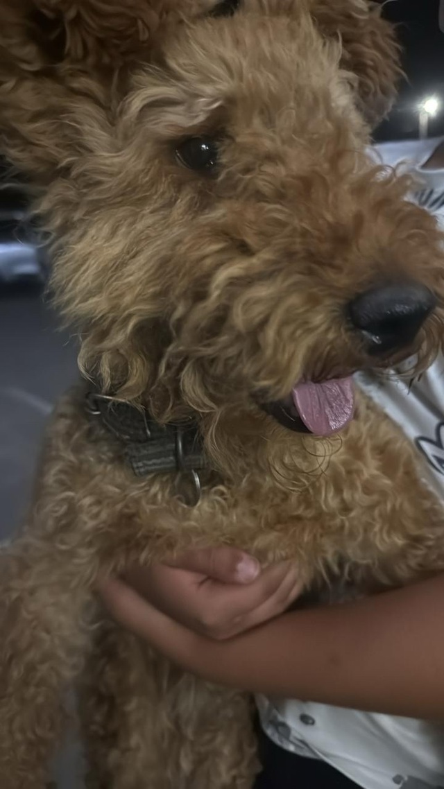 🆘Чей потеряшка, придержан, тел: 89031535623