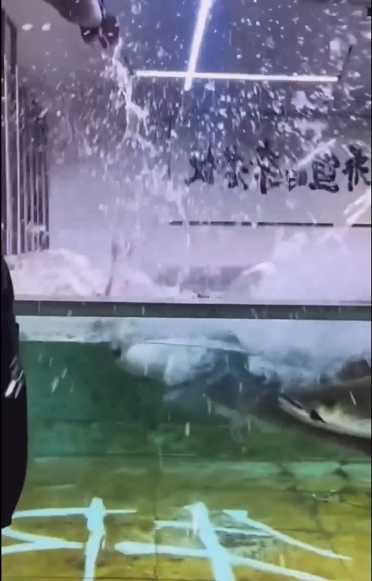 Скрытный хищник в водах Амазонки - Арапайма 🐟🦈