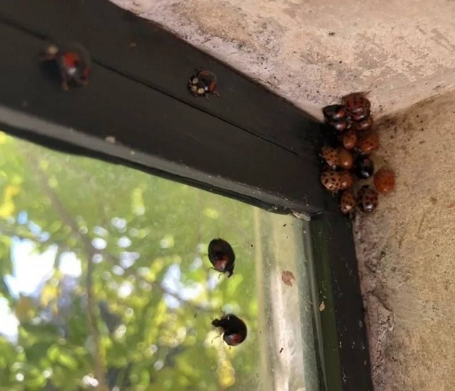 Вторжение «арлекинов»: божьи коровки атакуют южные го?...