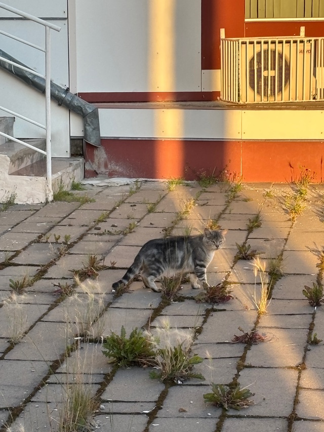 Может кто потерял