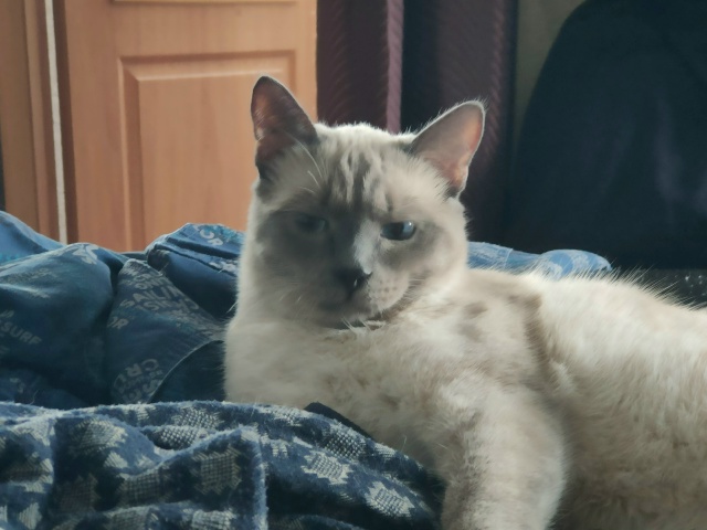 У нас потерялся кот ,  как нет его дома уже 3 недели,. Иск...