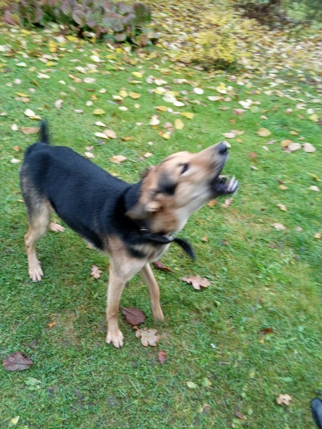 Помогите найти хозяина или пристроить в хорошие добры?...