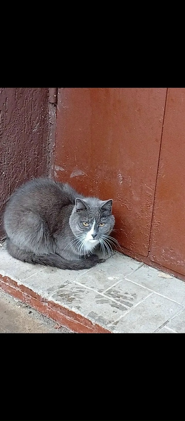 Здравствуйте, во дворе дома в 12 квартале, сидит постоян...