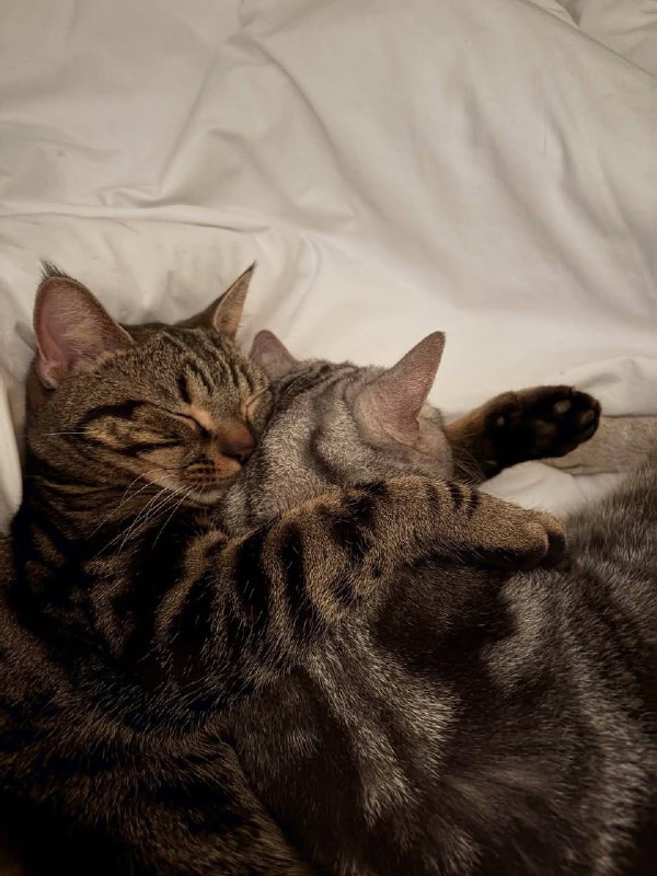 Слатких снов :3