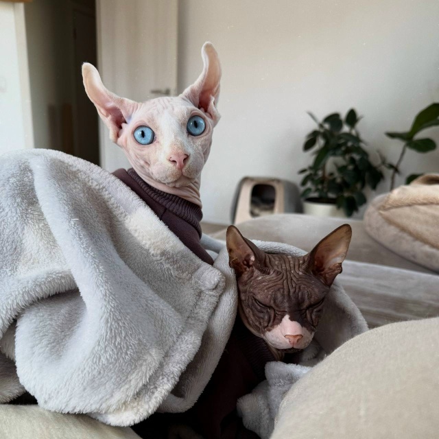 Сидел, сидел и всрался