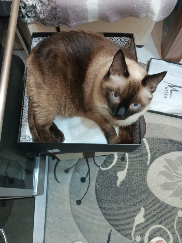 ПОМОГИТЕ РАЗЫСКАТЬ❗❗❗
Потерялся сиамский кот😿 В р-н...