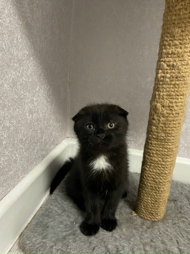 Отдам в добрые и любящие руки котенка.
Очень активная д...