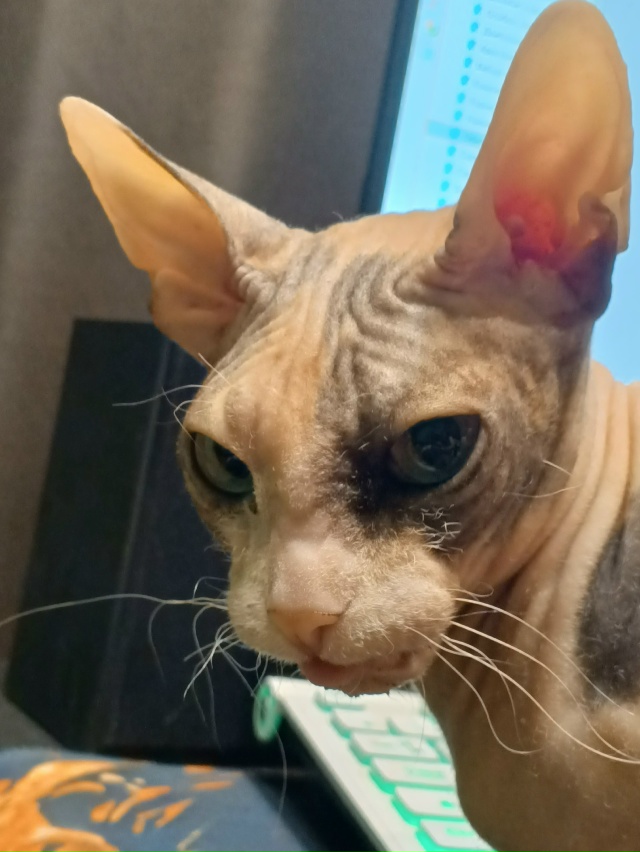 Наша прекрасная Чуча с кучей проблем по здоровью из 