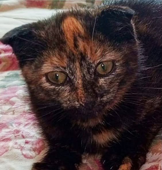 Маленький комочек счастья, Флюша, ищет любящую семью!???...