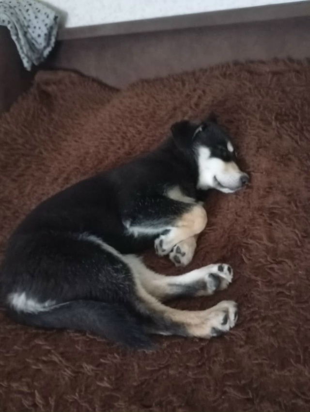 Отдам щенка в хорошие руки,очень милая,дружелюбная,лас...