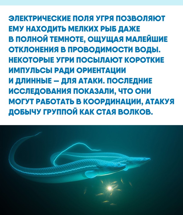 Энергия угрей вдохновляла учёных на эксперименты с би?...