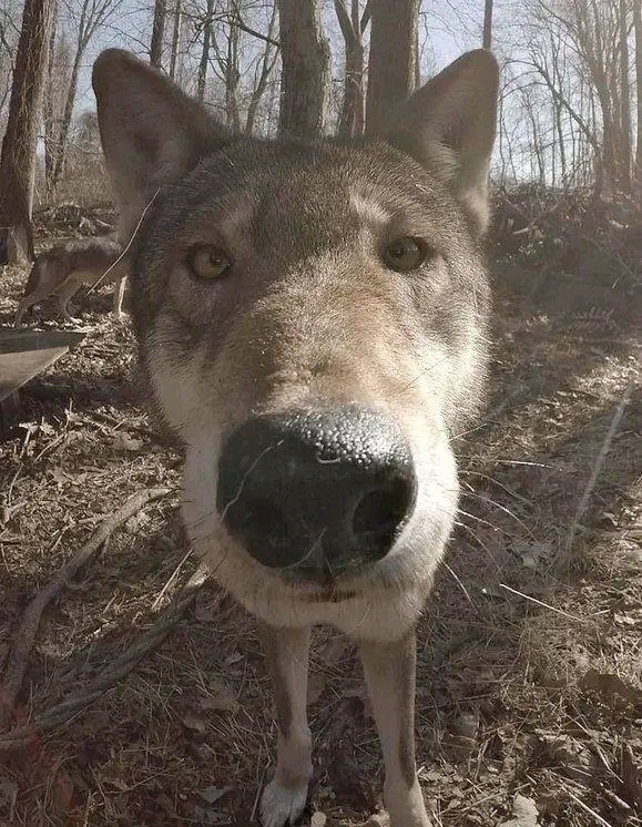 Снимок дня: Волк обнаружил фотоловушку.
