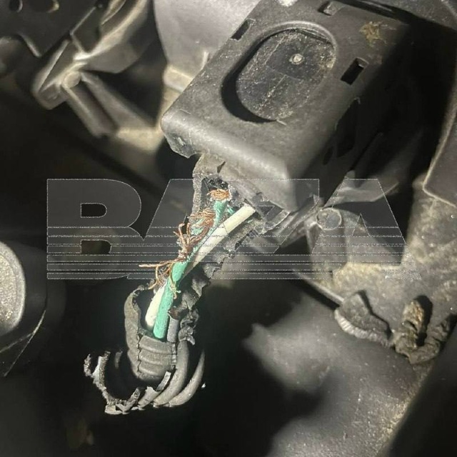 Крысы начали нападать на автомобили россиян после пон?...