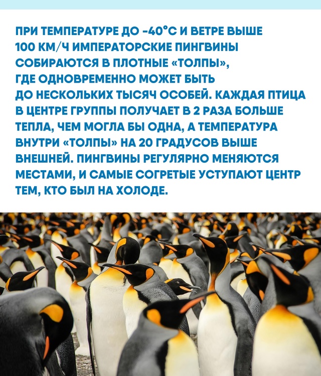 Массовое сотрудничество порой спасает сильнее суперс?...
