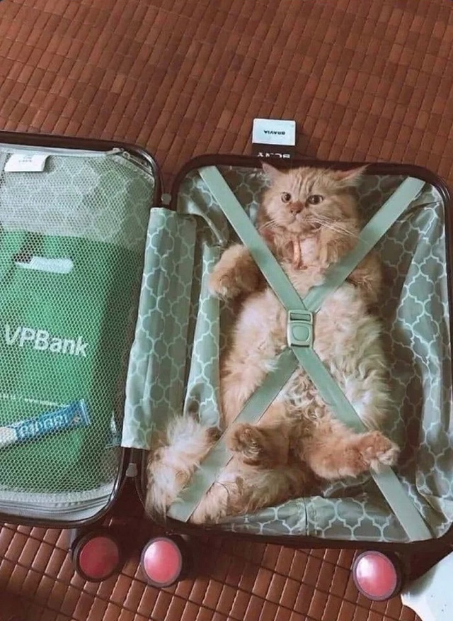 Когда едешь в отпуск и берешь только самое необходимое...