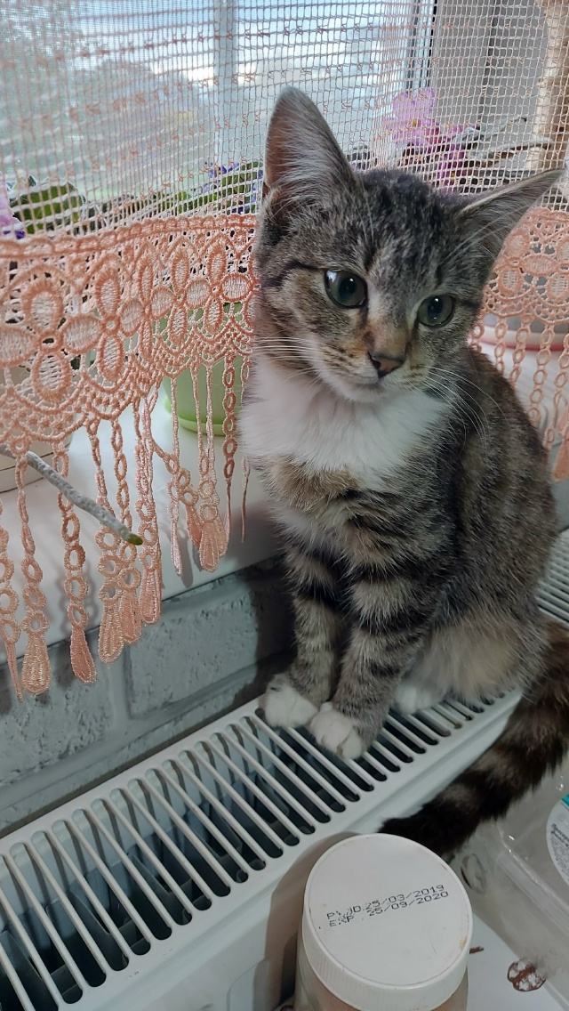 Кошечки в добрые руки. К лотку приучены, кушают всё. Лов...