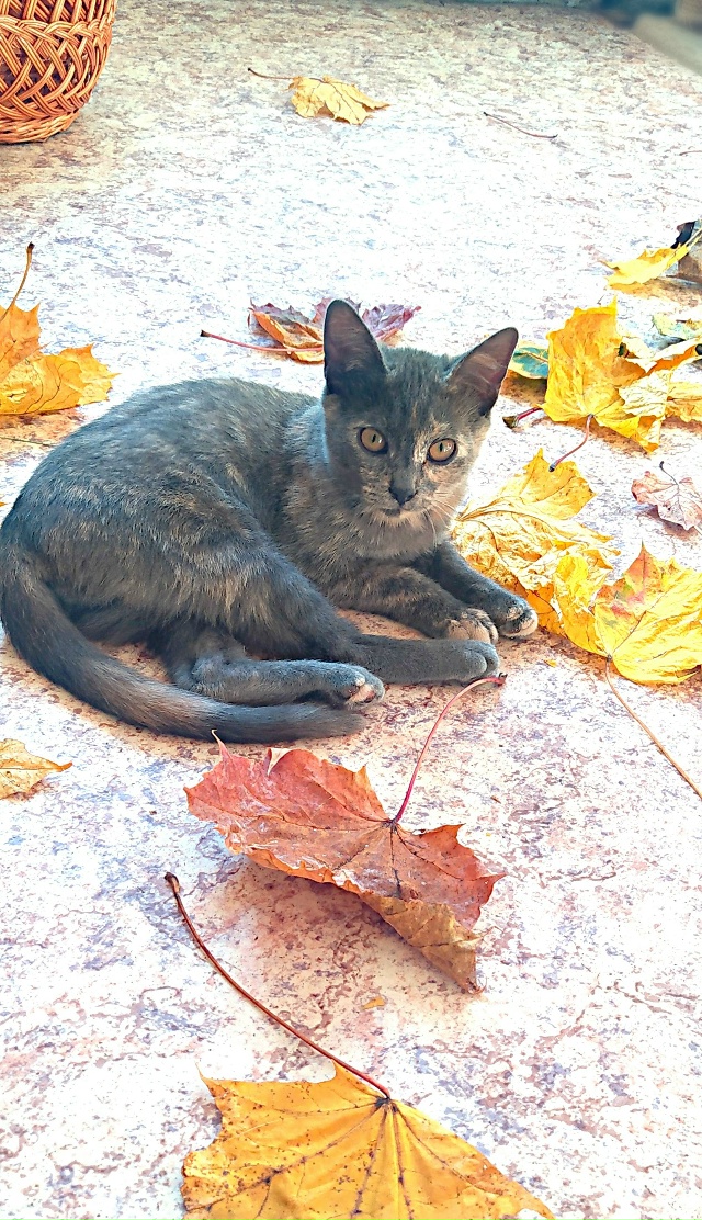 Здравствуйте! Эти два малыша были спасены из холодного...