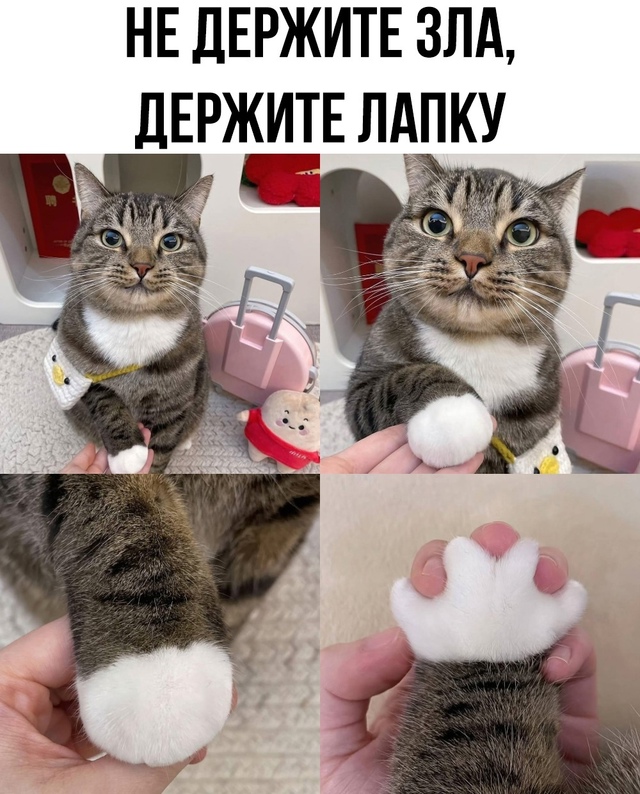 Там где лапка, там потом и кусь