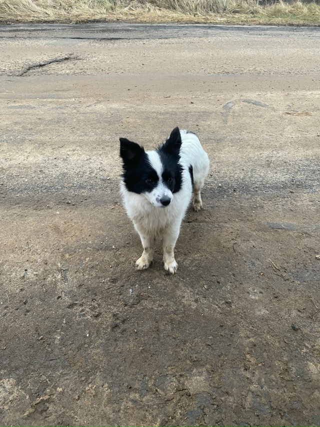 Доброго времени суток✨
Чья собачка?
Бегала и ждала на ?...