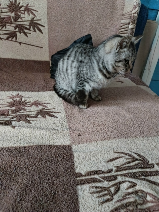 Чей котёнок, пришла к нам!
Девочка, ласковая!