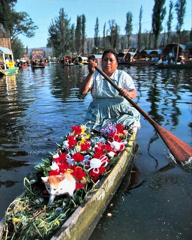 Милейшие фото из книги под названием «Котята на каникулах» — автор японский фотограф Синдзиро Сагара