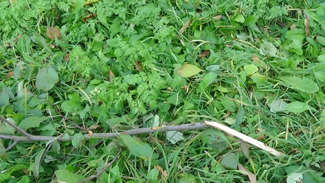 В яблоневом саду на Чайковского вандальные дебилоиды ?...