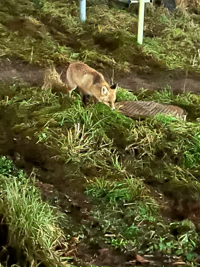 Лисичка ночью ходит греться к люку за Речным училищем ?...