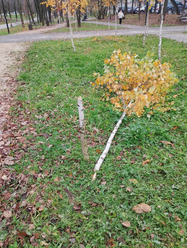 😡 Какой-то вандал
Спилил молодые деревца березы и дуб...