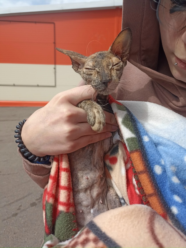 забрали котика на передержку, может у кого потерялась? ...