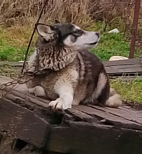 Очень нужна помощь с погашением долга Ноева ковчега! В ...