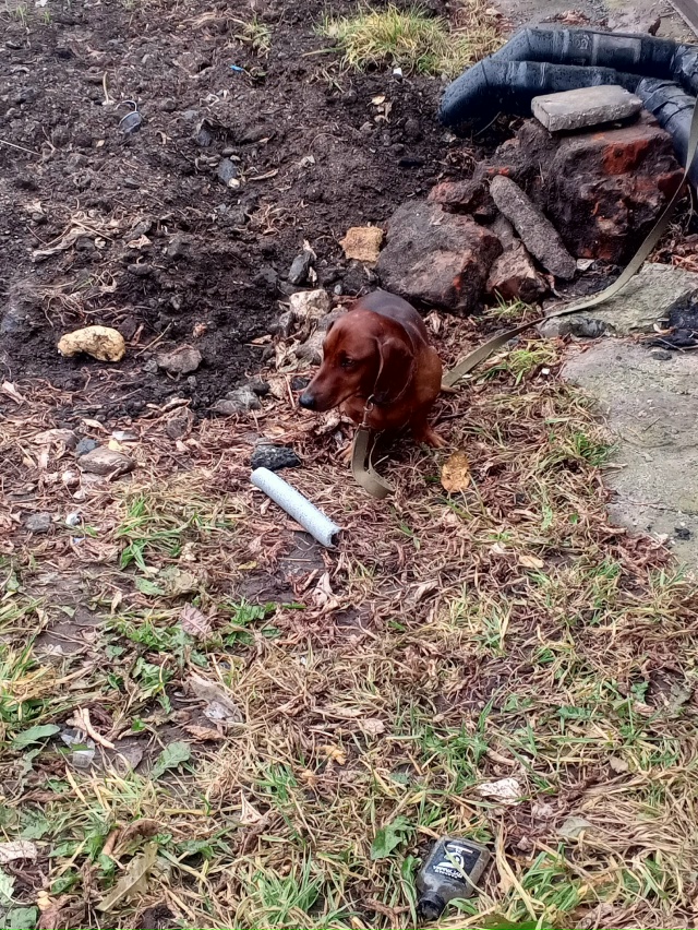 Чья собака такса привязана у маг. Центральный?сидит с ?...