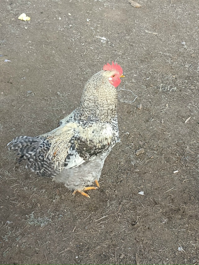 Продам молодых домашних петушков цена 350 р. Тел:89058858643 а...