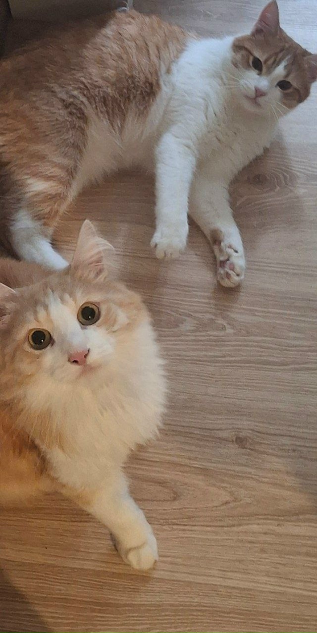 Это Шурик и Петров. Вятка 😊
