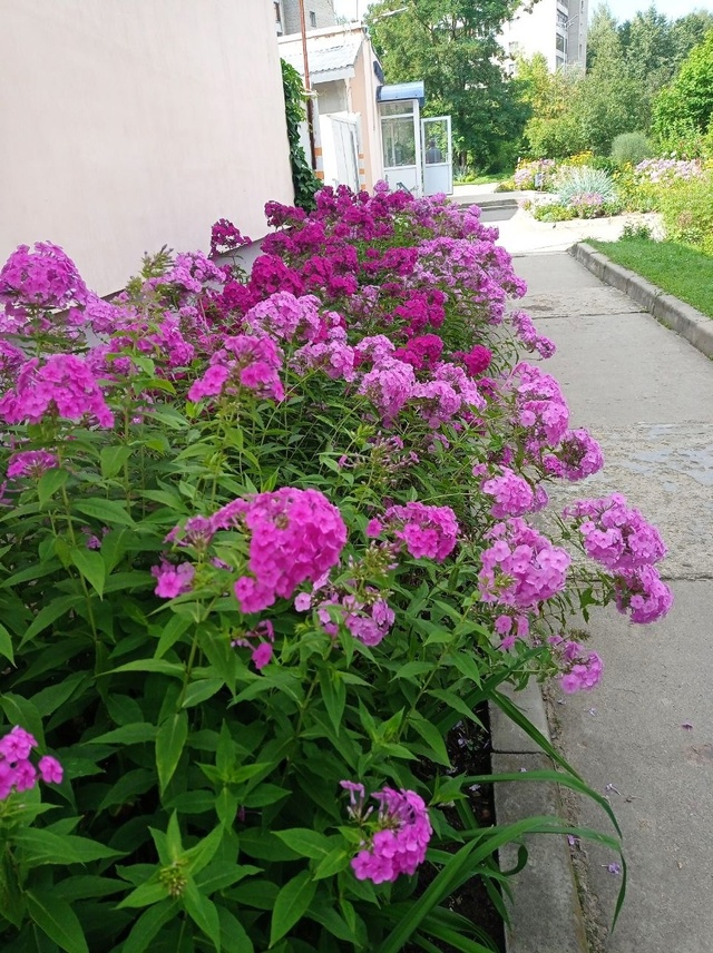 🌸Цветник возле 