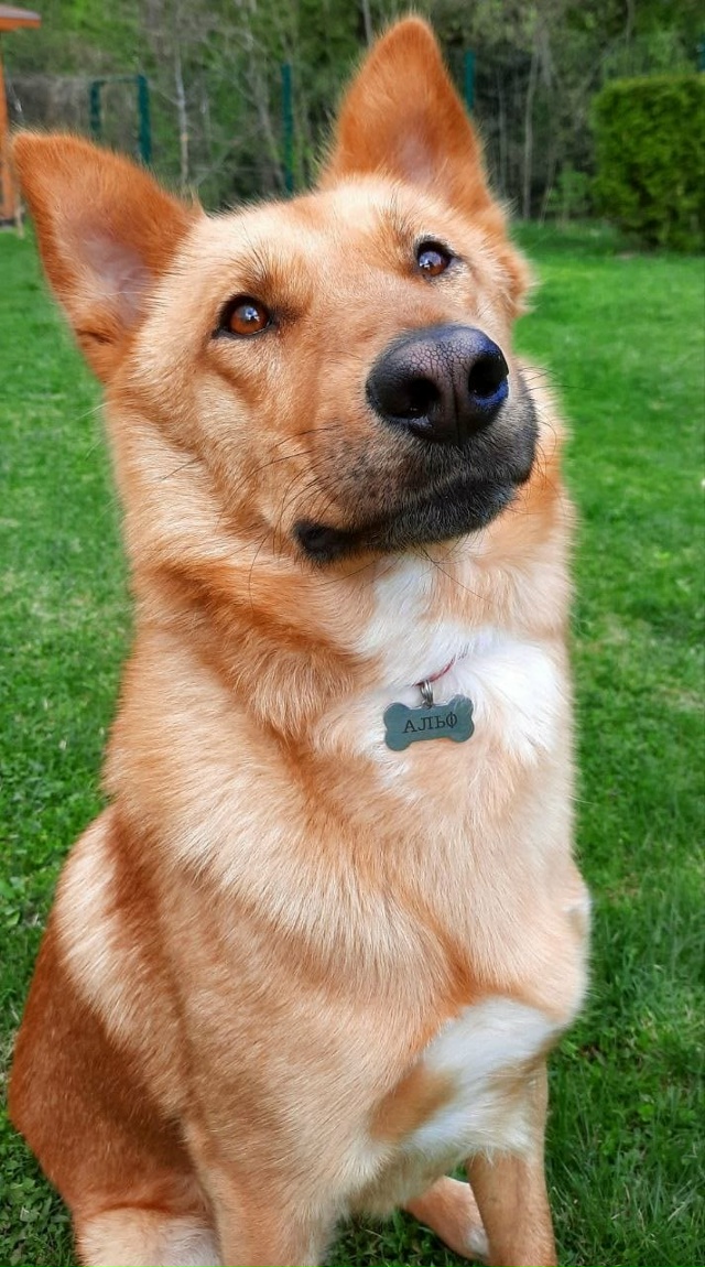 Знакомьтесь — Альф, солнечный пёс с большим сердцем в ?...