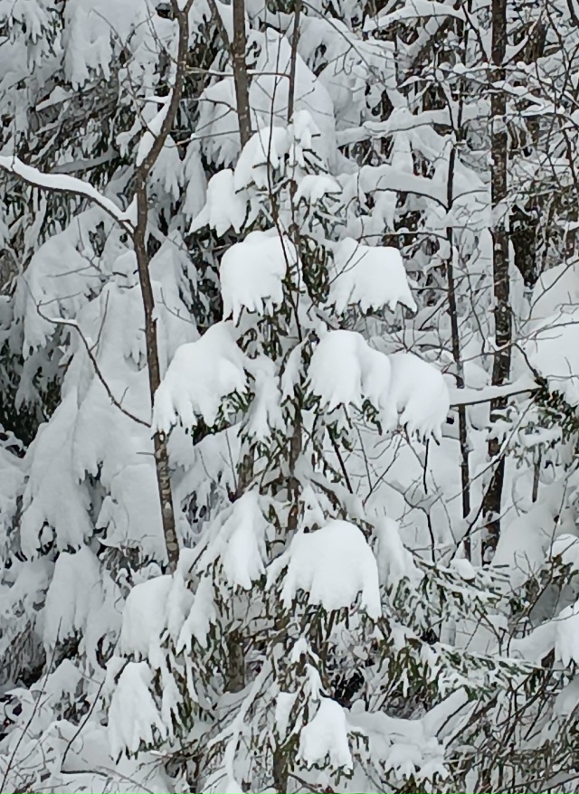❄️Ноябрьский лес радует своими снежными нарядами.
_____...