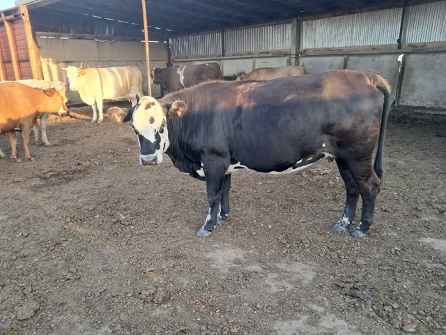 Продаётся КРС 🐄🦬🐂 По все вопросам обращаться по ном...