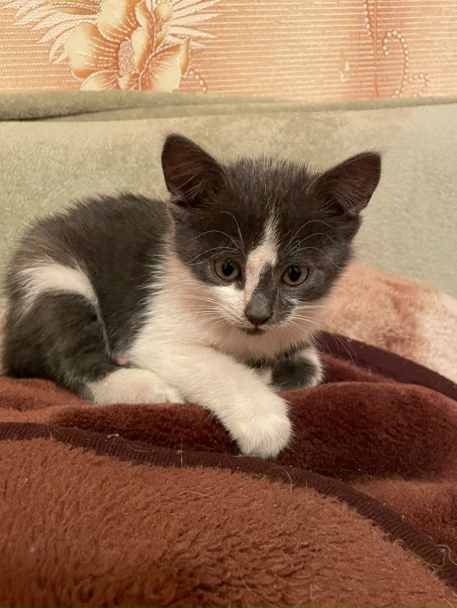 Найден котенок, девочка, очень добрая и очень-очень лас...