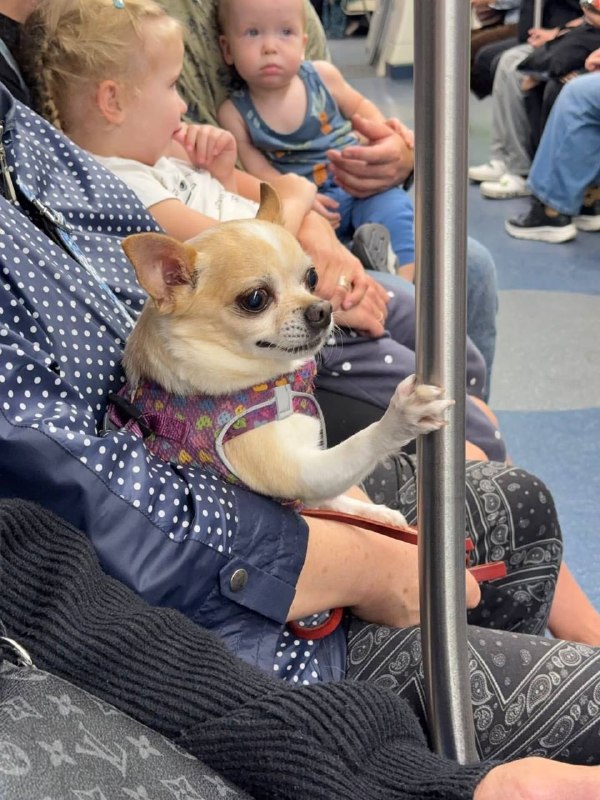 В Москве собачки знают всё о технике безопасности в метро 😊