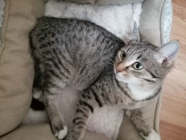 🐈‼️Срочно ищут 🏠 котята‼️🐈
Примите пожалуйста в ?...