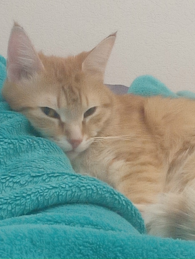 Любимый рыжулька😇❤️