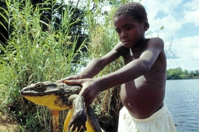 Лягушка-голиаф (Conraua goliath) - бесхвостое земноводное из с?...