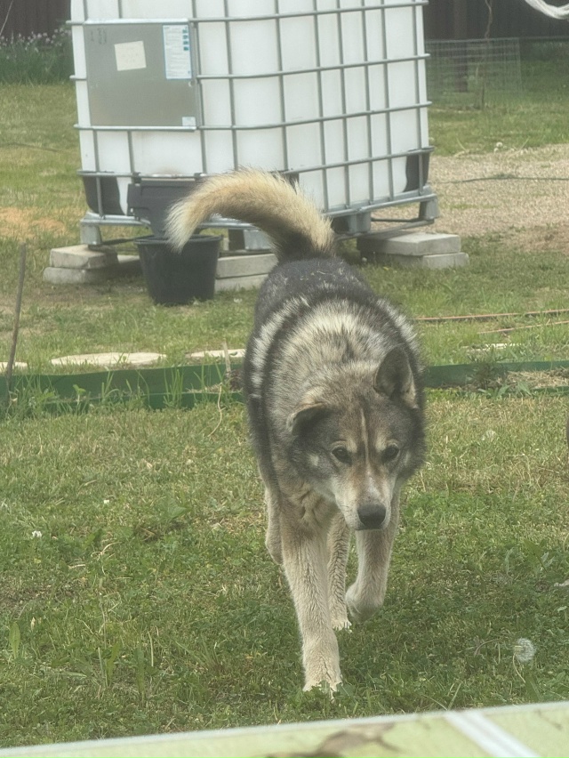 Дорогие переславцы, помогите, пожалуйста, найти нашу с?...
