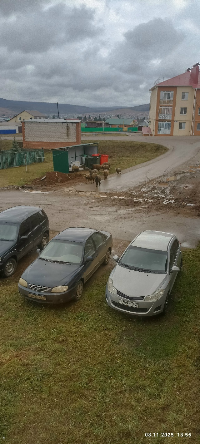 До каких пор будет ходить скотина, блохастая и вонючая ...