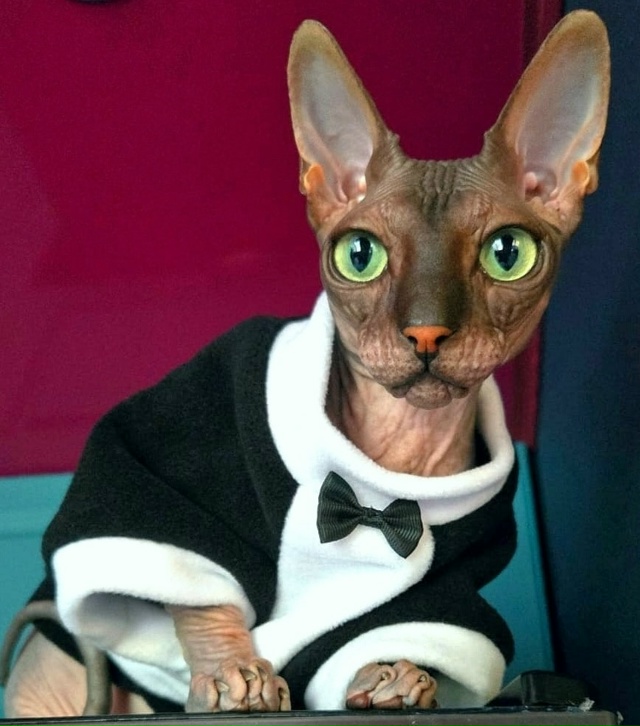 Его величество Мефистофель