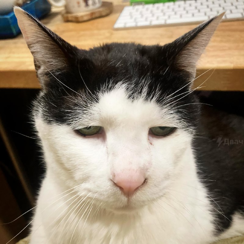 В Японии живёт самый грустный котяра в мире — его зовут Панчо, и ему уже 17 лет