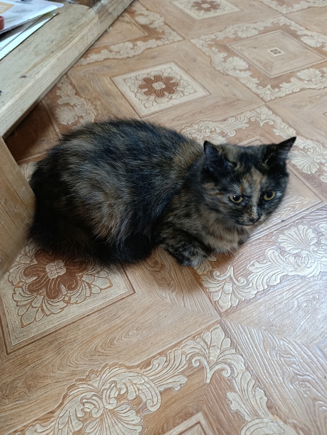 Котя месяца 3+ кот и кошка, едят всё, в лоток ходят... бат...